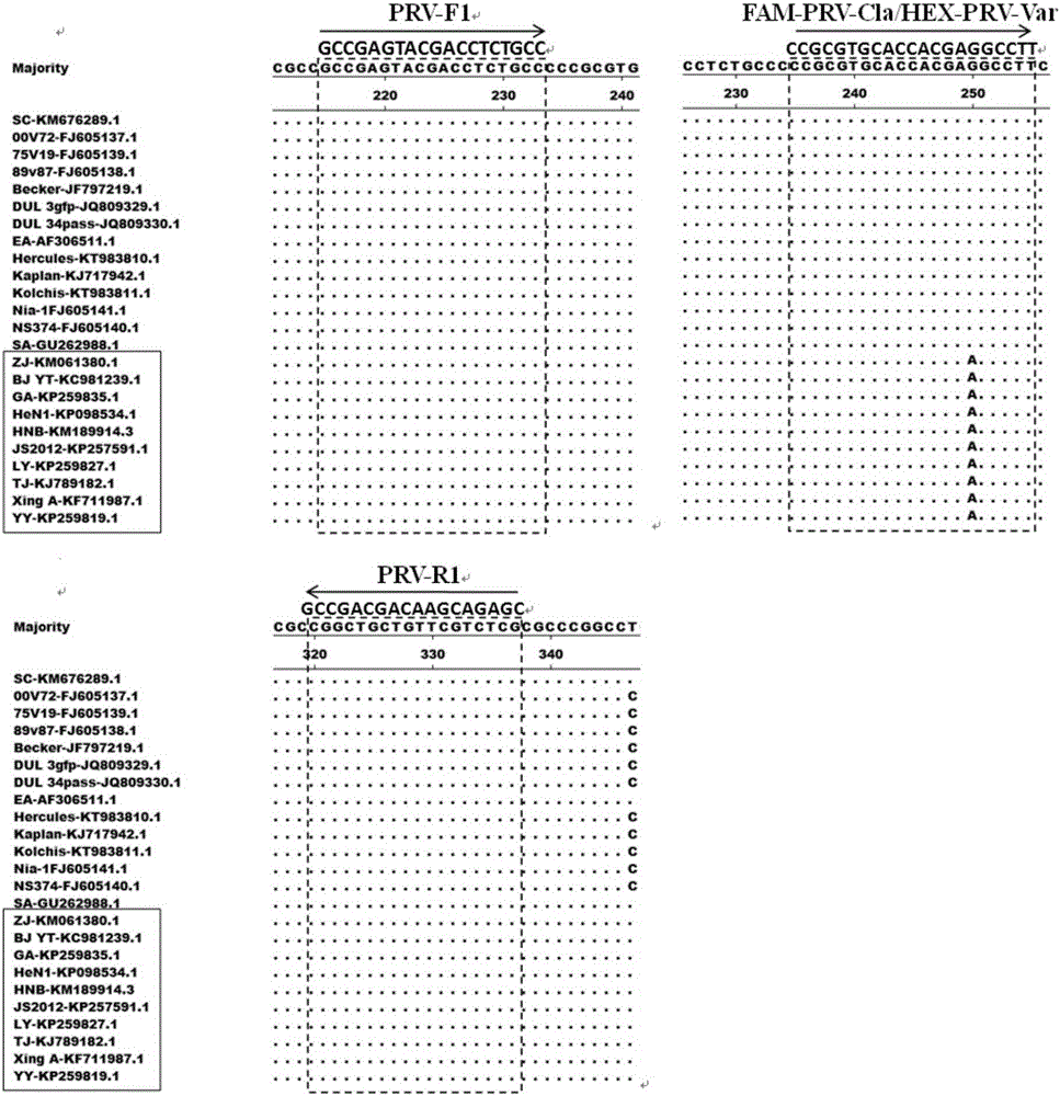 Triple fluorescent quantitative PCR primer, probe and kit for identifying pseudorabies virus strains