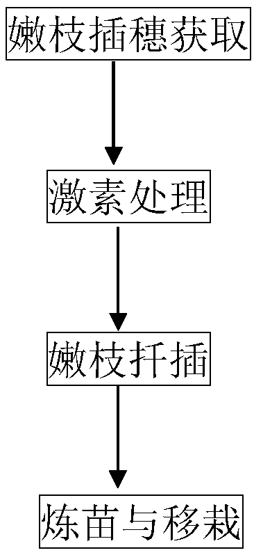 Catalpa bungei twig cutting propagation method