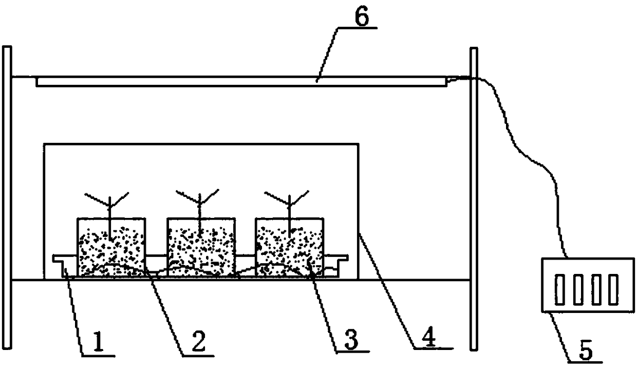 Catalpa bungei twig cutting propagation method