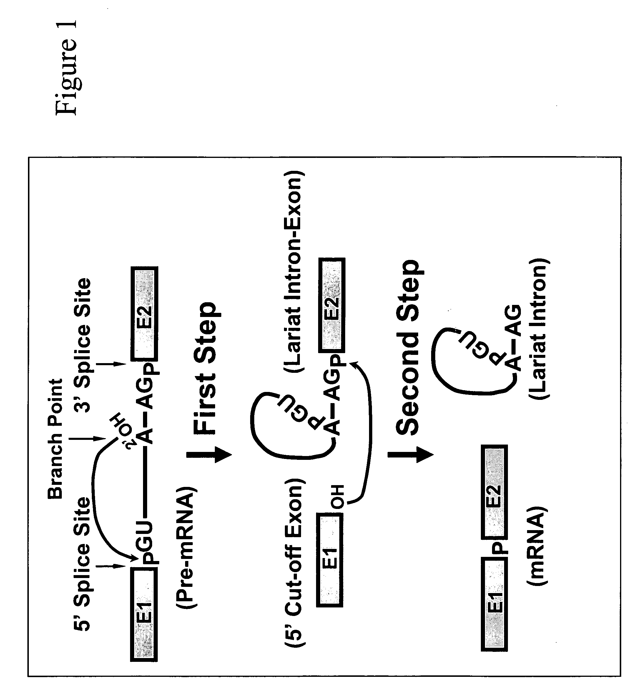 Targeted pre-mRNA/mRNA modification and gene regulation