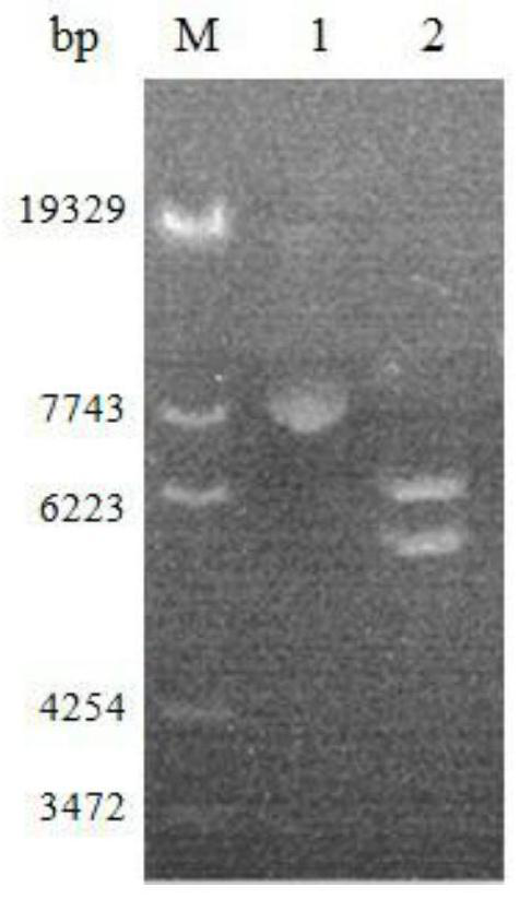 Protease K multi-copy strain construction method