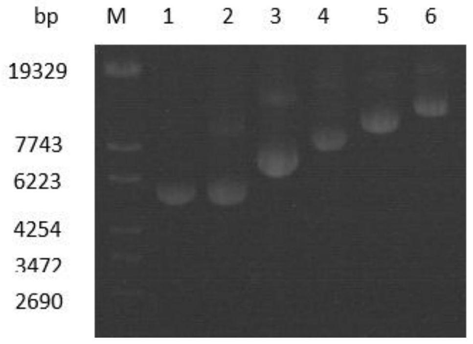 Protease K multi-copy strain construction method