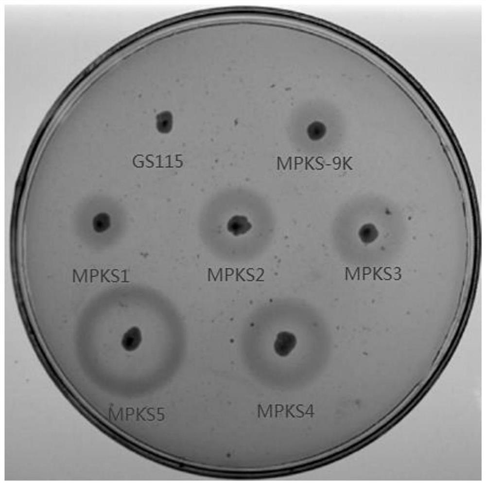 Protease K multi-copy strain construction method