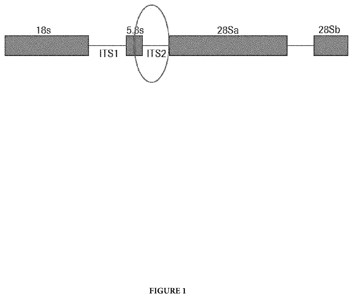 Compositions and methods for detection of trichomonas vaginalis