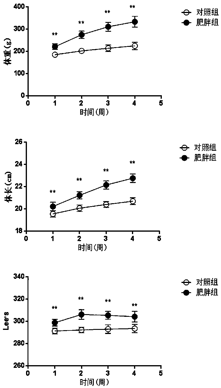 Gegen-qinlian decoction water extract for regulating obese body