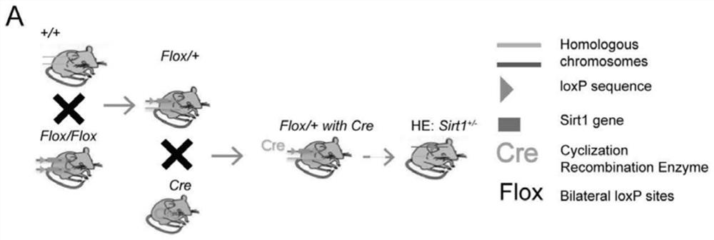 Pre-eclampsia disease animal model and construction method and application thereof