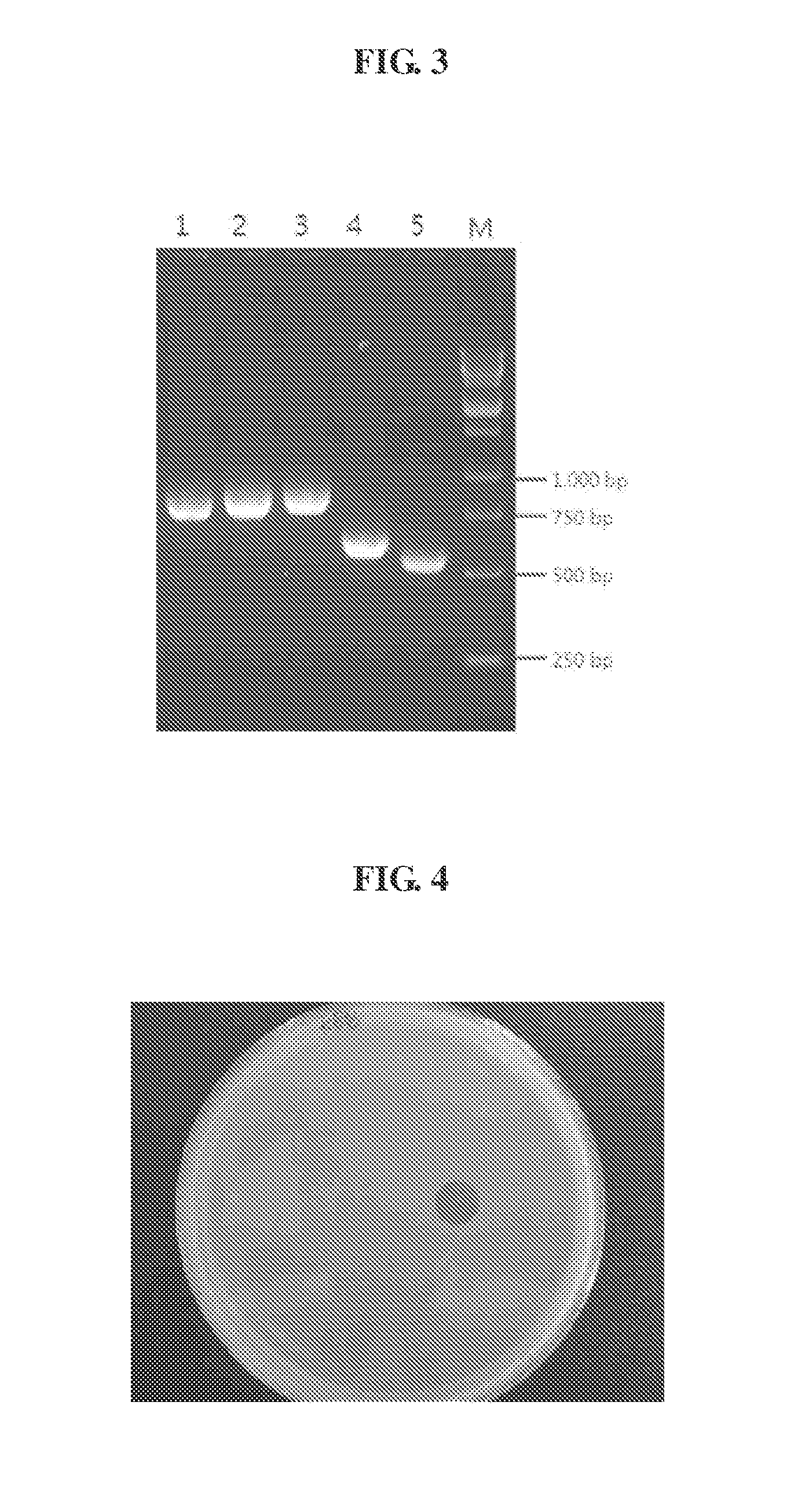 Method for prevention and treatment of escherichia coli infections using a bacteriophage with broad antibacterial spectrum against escherichia coli