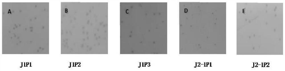 Novel staphylococcal phage and its composition, preparation method and application