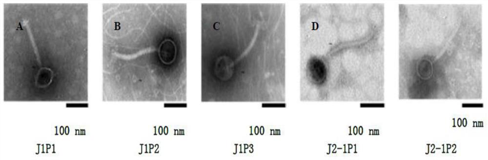 Novel staphylococcal phage and its composition, preparation method and application