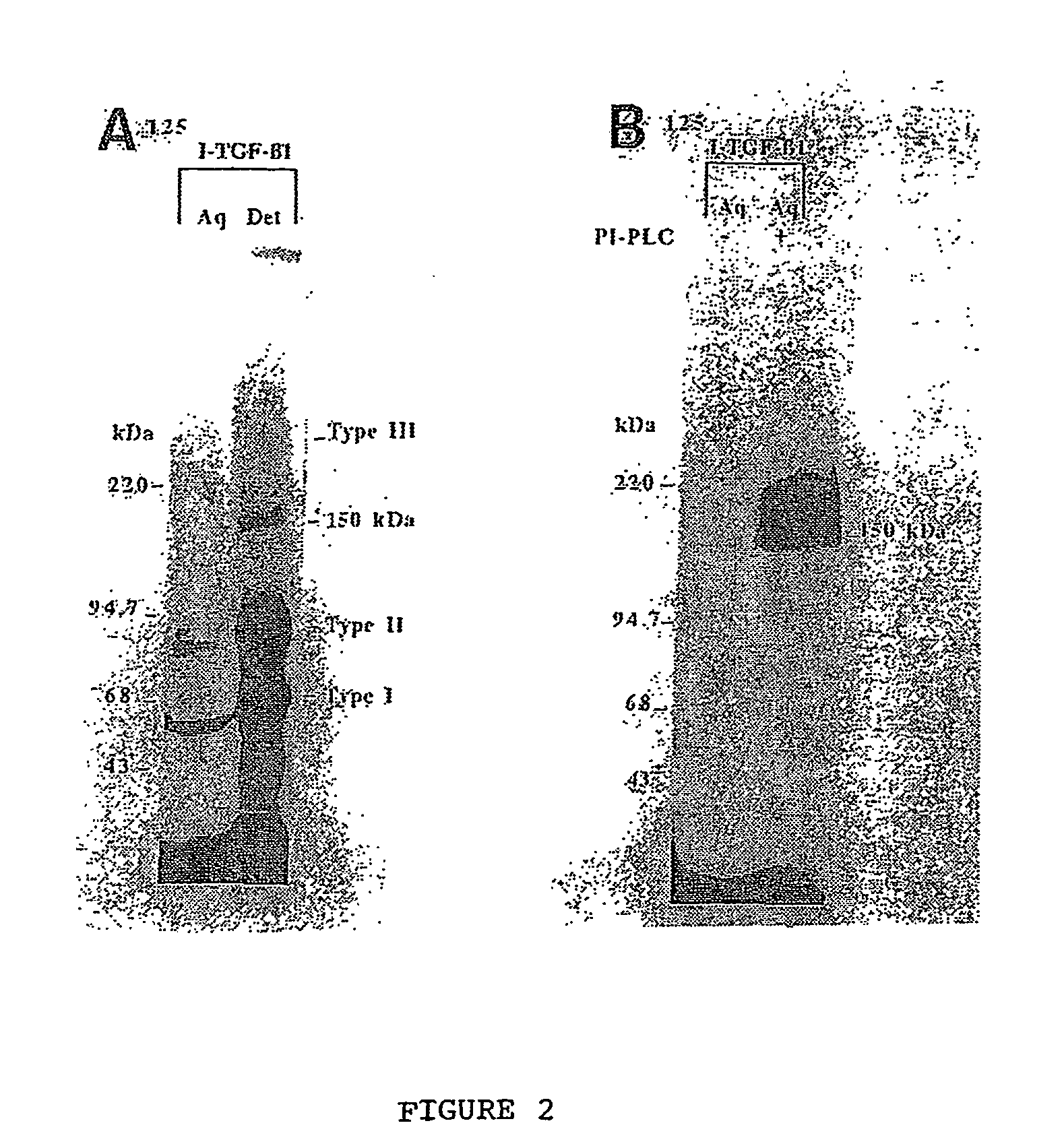 150 Kda accessory receptor for tgf-beta