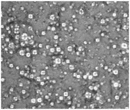 Composition for texture coating of automobile parts and automobile parts comprising same