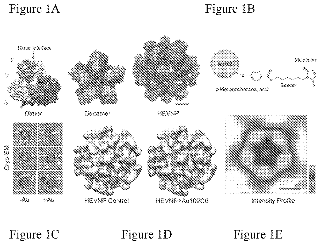 Virus-like nanoparticles for oral delivery