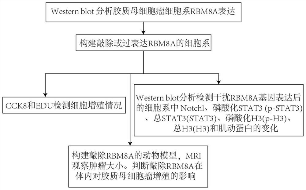 Research method for researching function of RBM8A gene for prompting glioblastoma proliferation