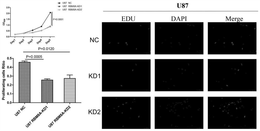 Research method for researching function of RBM8A gene for prompting glioblastoma proliferation