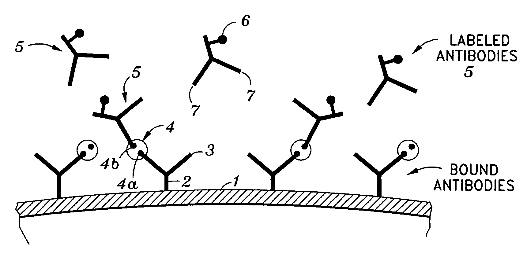 Immunoassays, assay methods, antibodies and method of creating antibodies for detecting FGF-23