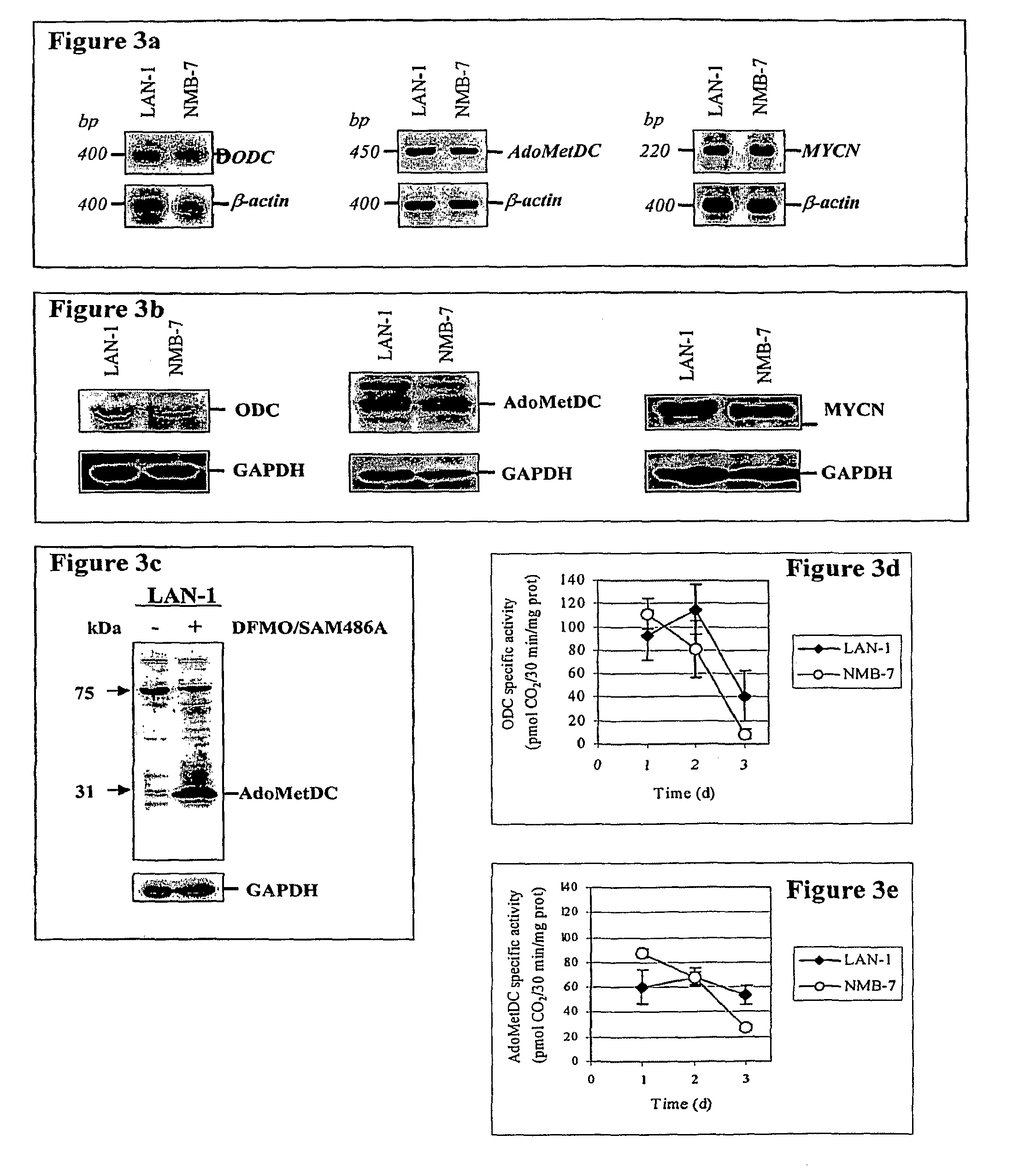 Treatment regimen for N-MYC, c-MYC, and L-MYC amplified and overexpressed tumors