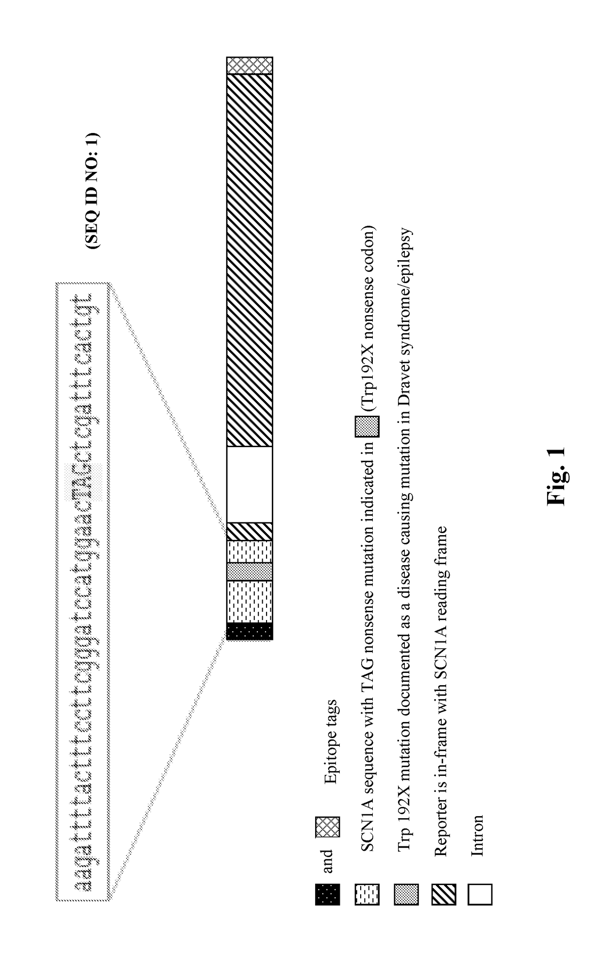 Methods for treating epilepsy