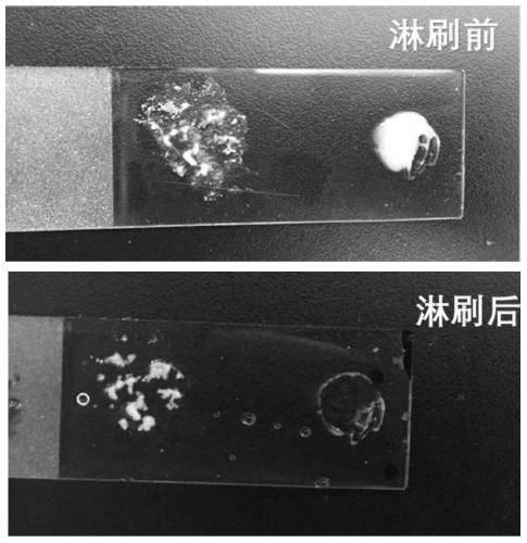 Paenibacillus polymyxa fermentation product and its preparation method and application