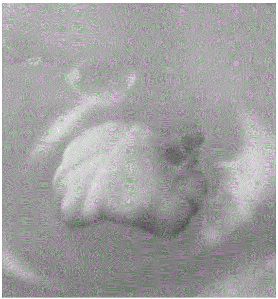 Culture medium and culture method for inducing callus differentiation through peony leaves