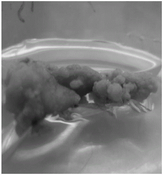 Culture medium and culture method for inducing callus differentiation through peony leaves