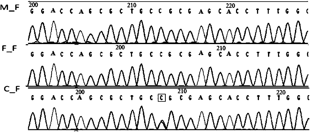 Apparatus for detecting gene mutation, and kit for typing genotype of pregnant women and fetuses