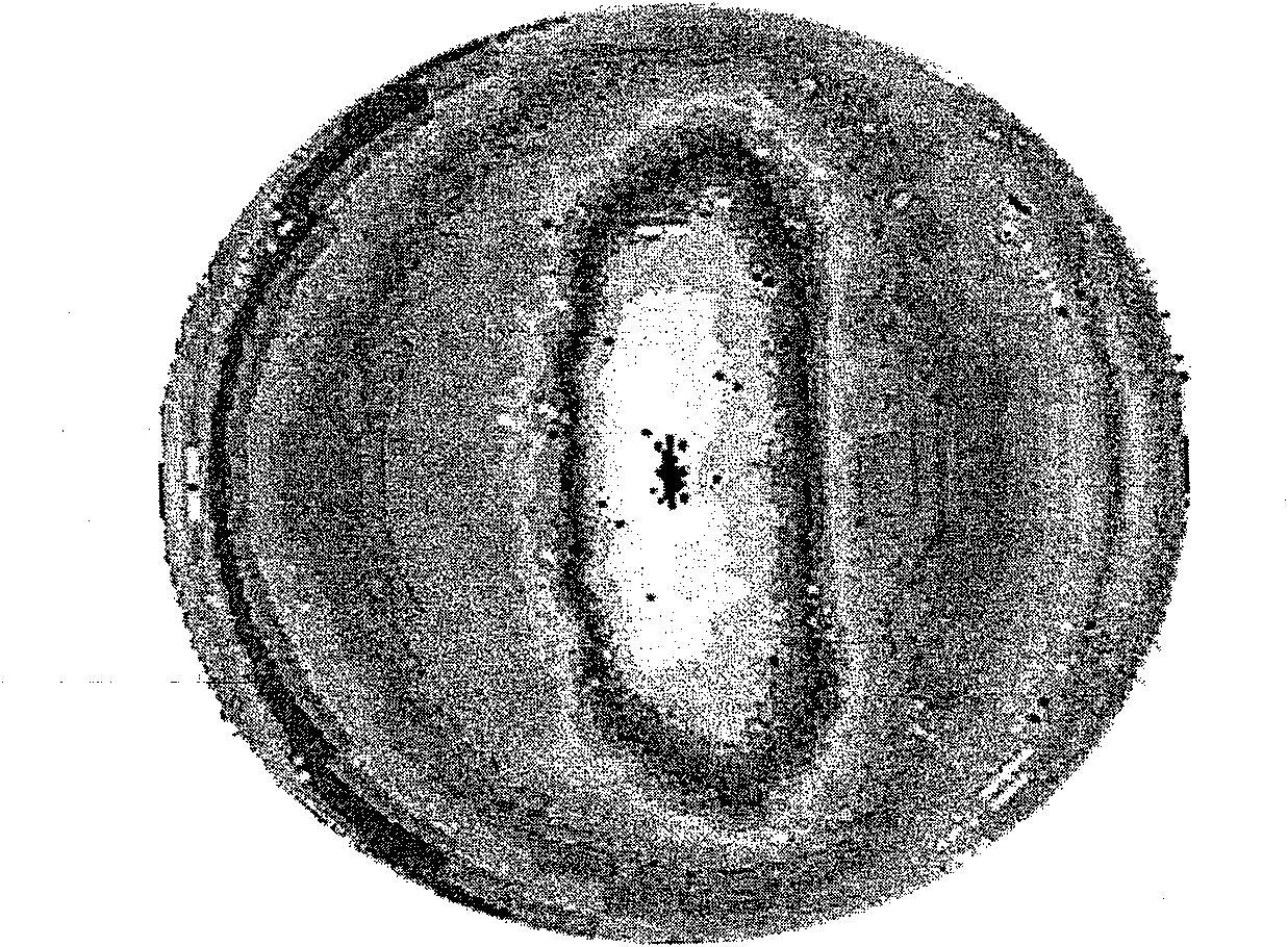 Optical sheet for controlling the direction of ray of light