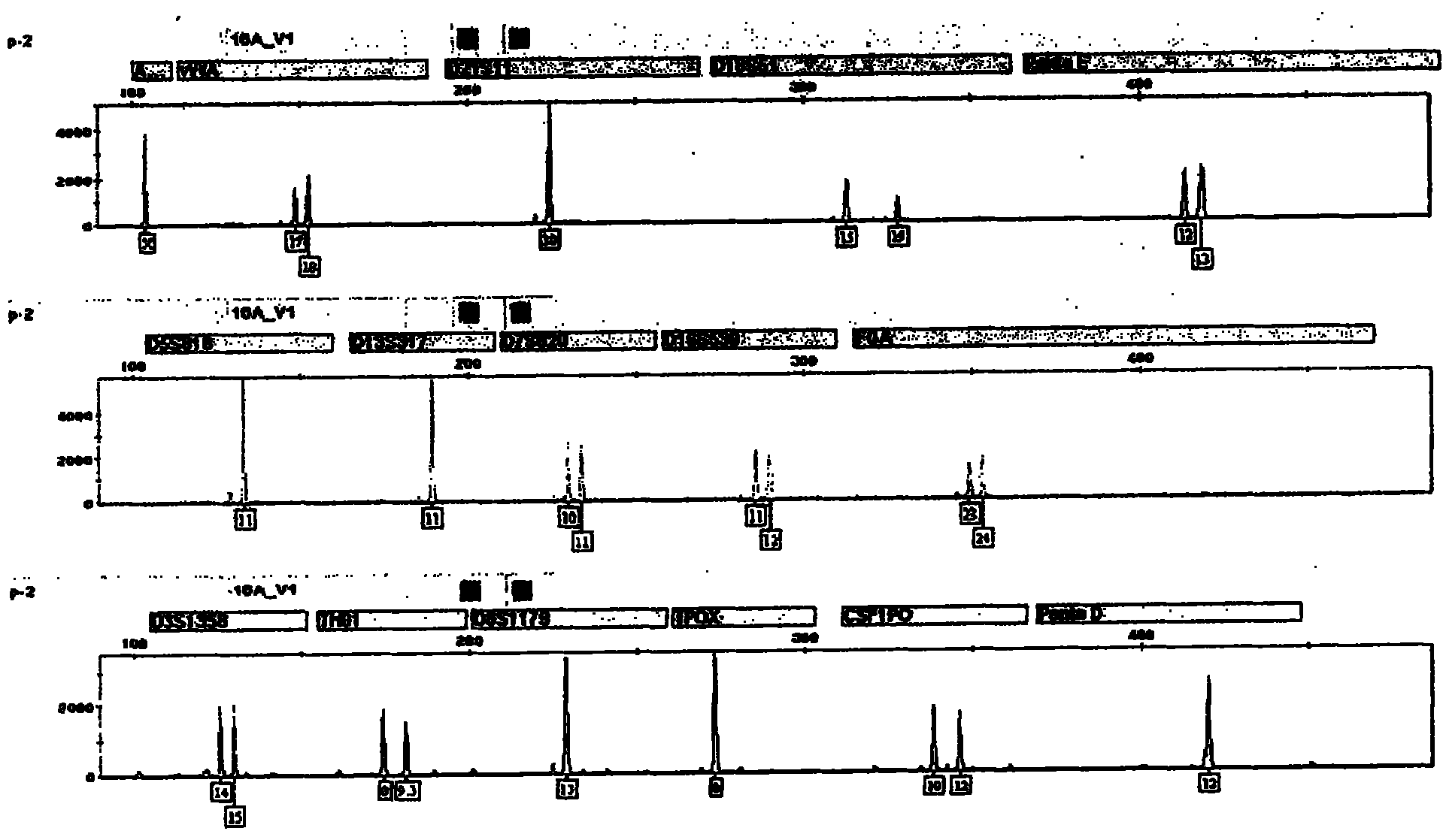 Compound amplification kit of 20 short tandem repeats