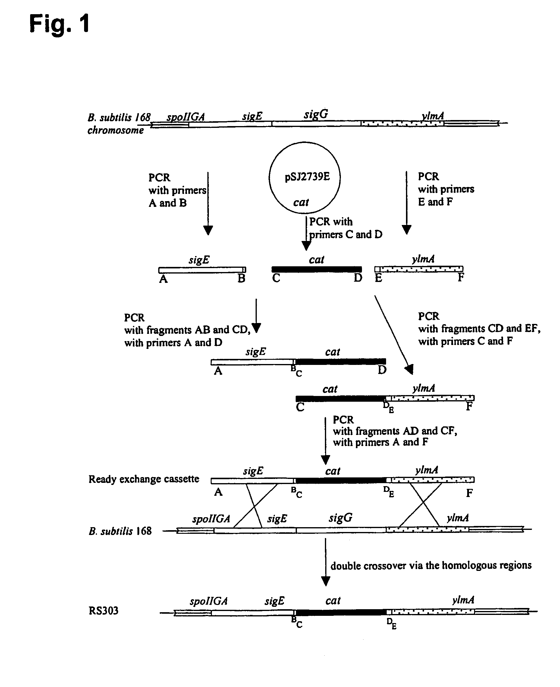 Non-sporulating Bacillus subtilis having parts of the gene encoding sigma G deleted