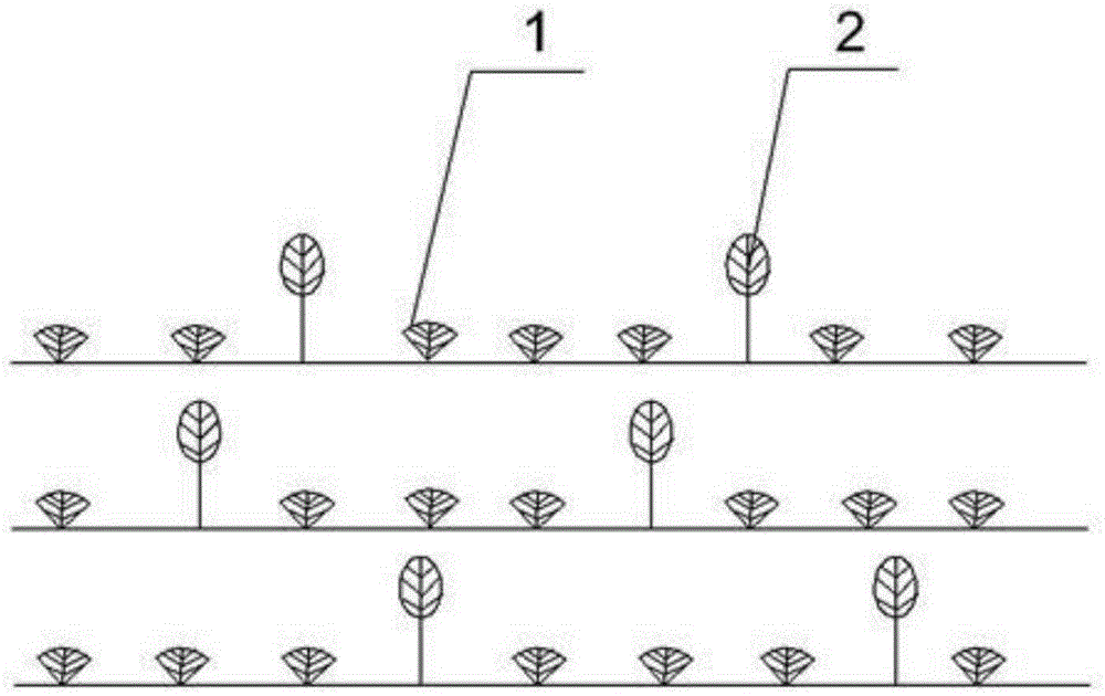 Tableland tea garden shading method