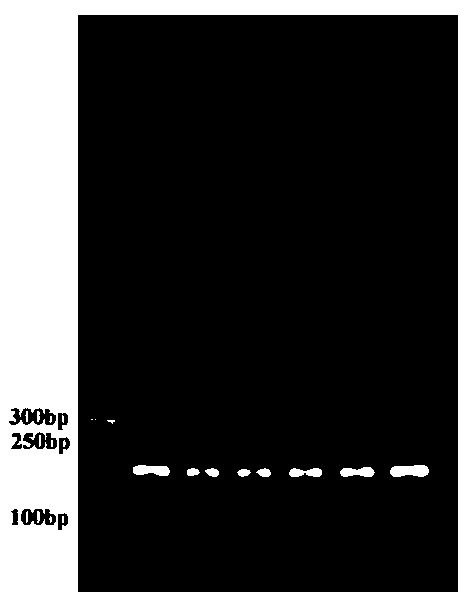 PCR (polymerase chain reaction) primer and method for identifying authenticity of bulbus fritillariae cirrhosae or detecting degree of adulteration of bulbus fritillariae cirrhosae