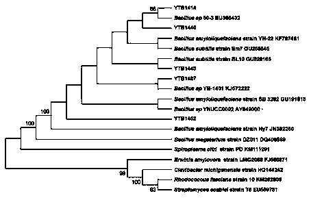 Bacillus amyloliquefaciens strain capable of resisting fruit tree pathogenic fungi in broad spectrum and application thereof