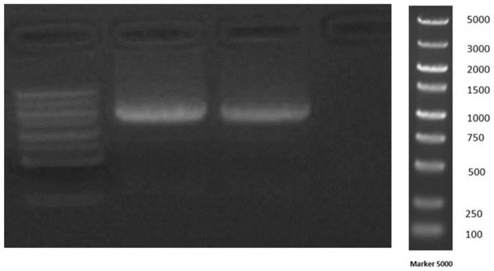 Pomegranate PgBEL1 gene and application thereof