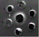 Super-high virulent chicken infectious bursal disease virus cell adapted strain and application thereof