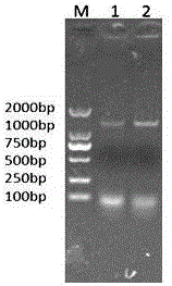 Super-high virulent chicken infectious bursal disease virus cell adapted strain and application thereof