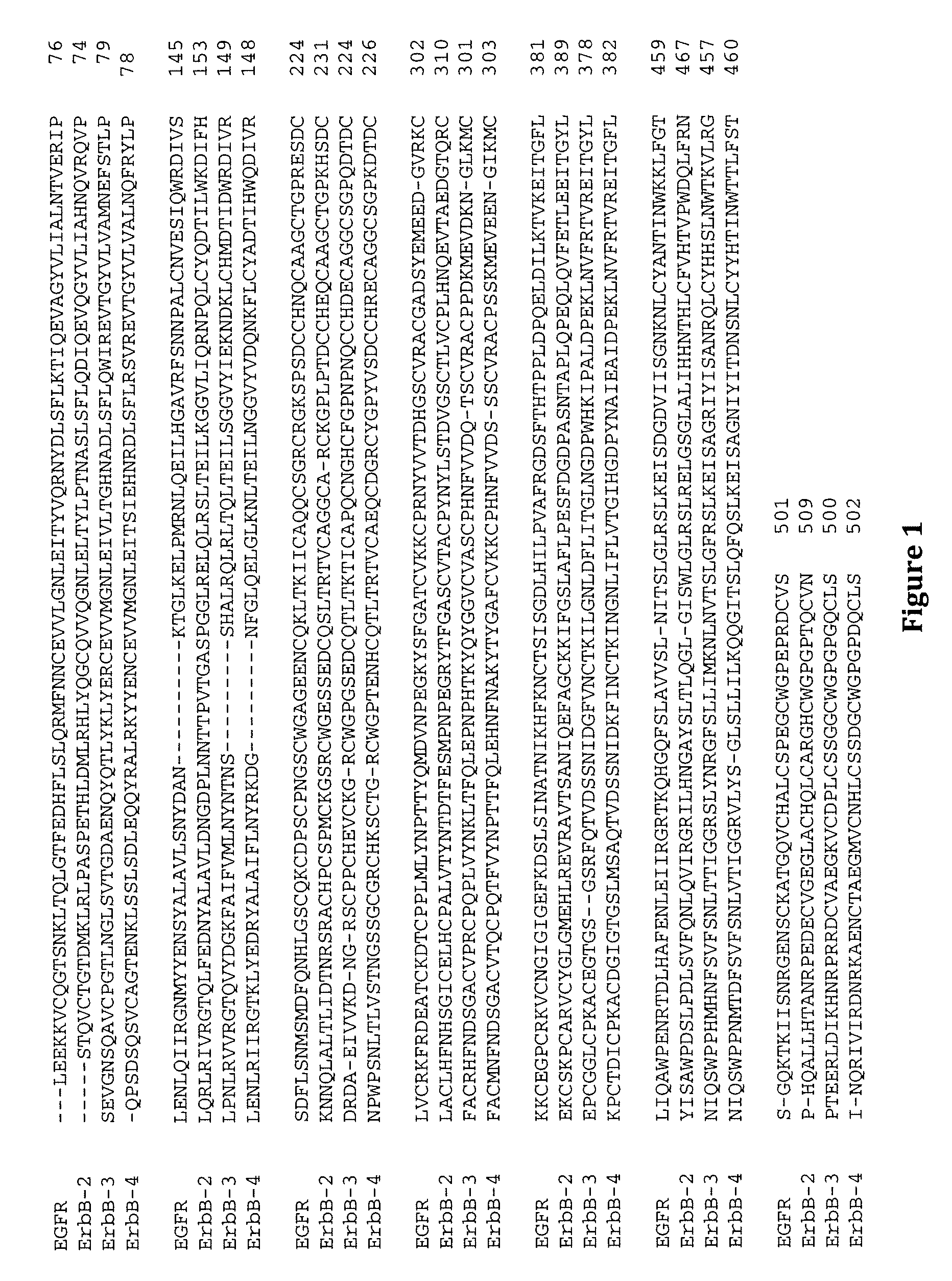 Methods of screening based on the EGF receptor crystal structure