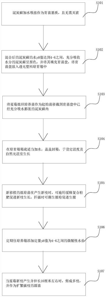 Vaccinium ssp.L. rapid propagation method and natural light microcirculation incubator