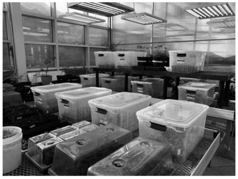 Vaccinium ssp.L. rapid propagation method and natural light microcirculation incubator