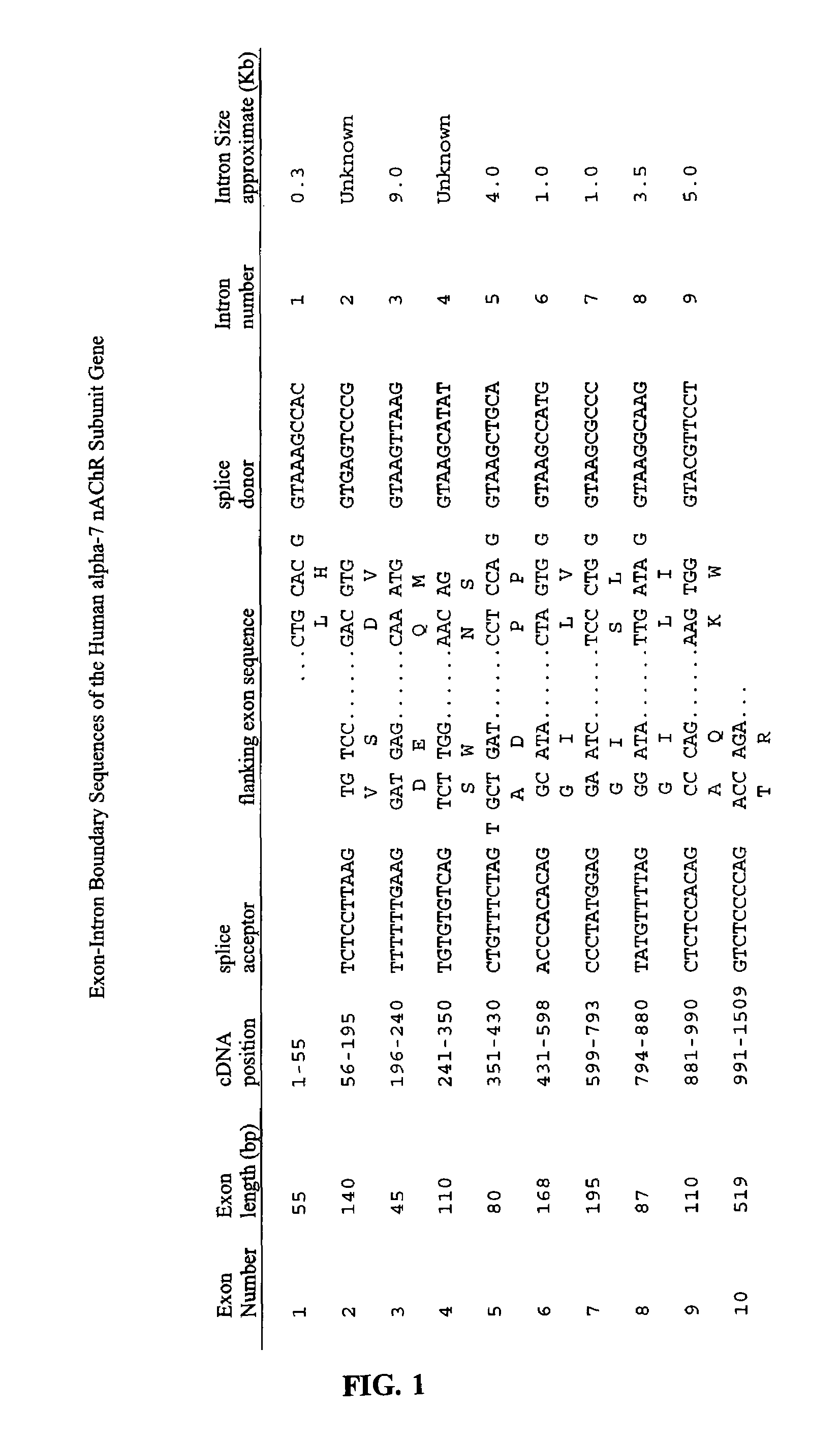 Promoter variants of the alpha-7 nicotinic acetylcholine receptor