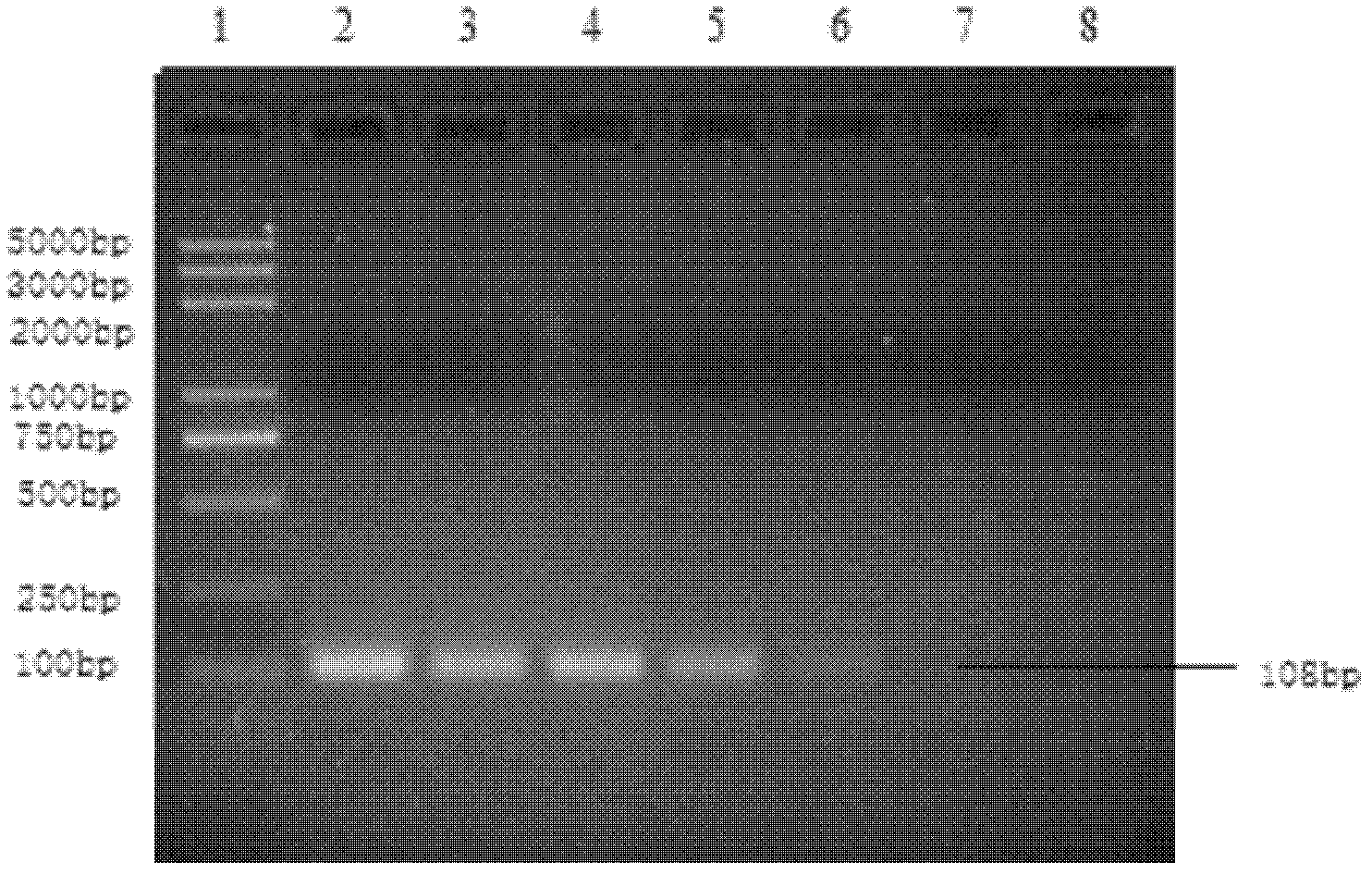 Method for detecting egg drop syndrome viruses and kit for method