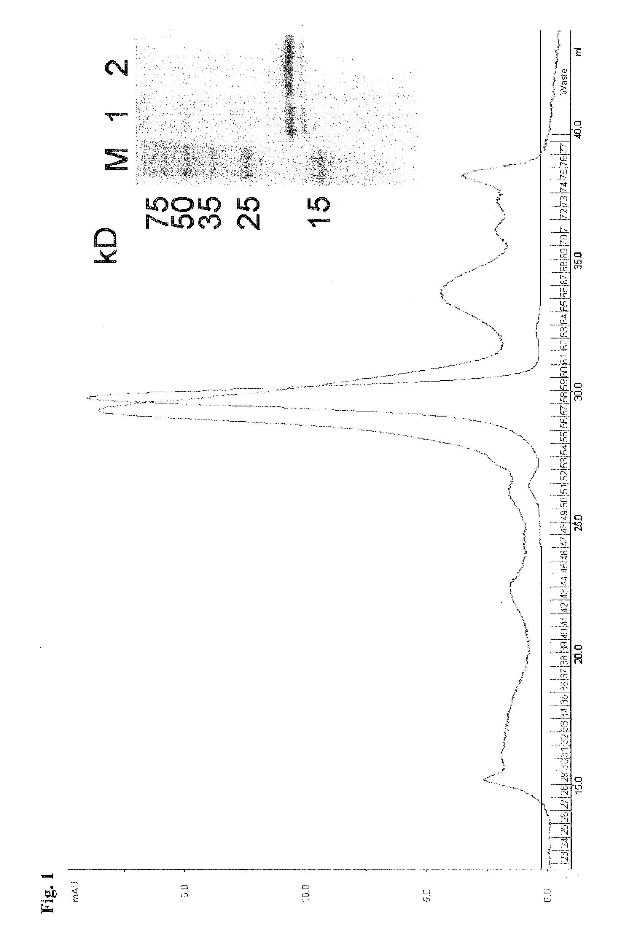 Methods and Compositions for Cytomegalovirus IL-10 Protein