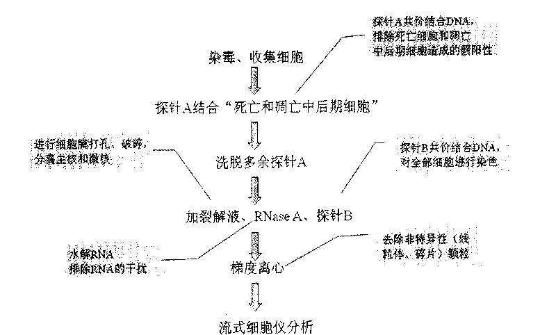 Detection method for vitro cell micronucleus of cigarette smoke genetic toxicity