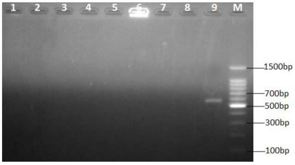 A rapid method for identification of A. gigantea