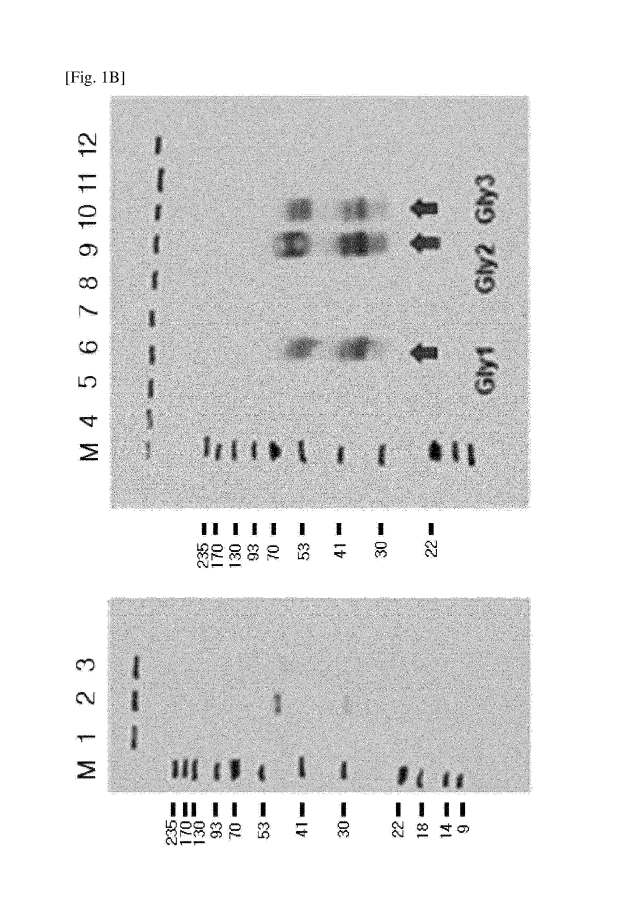 Modified dkk2 protein, nucleic acid encoding the same, preparation method thereof, and use thereof