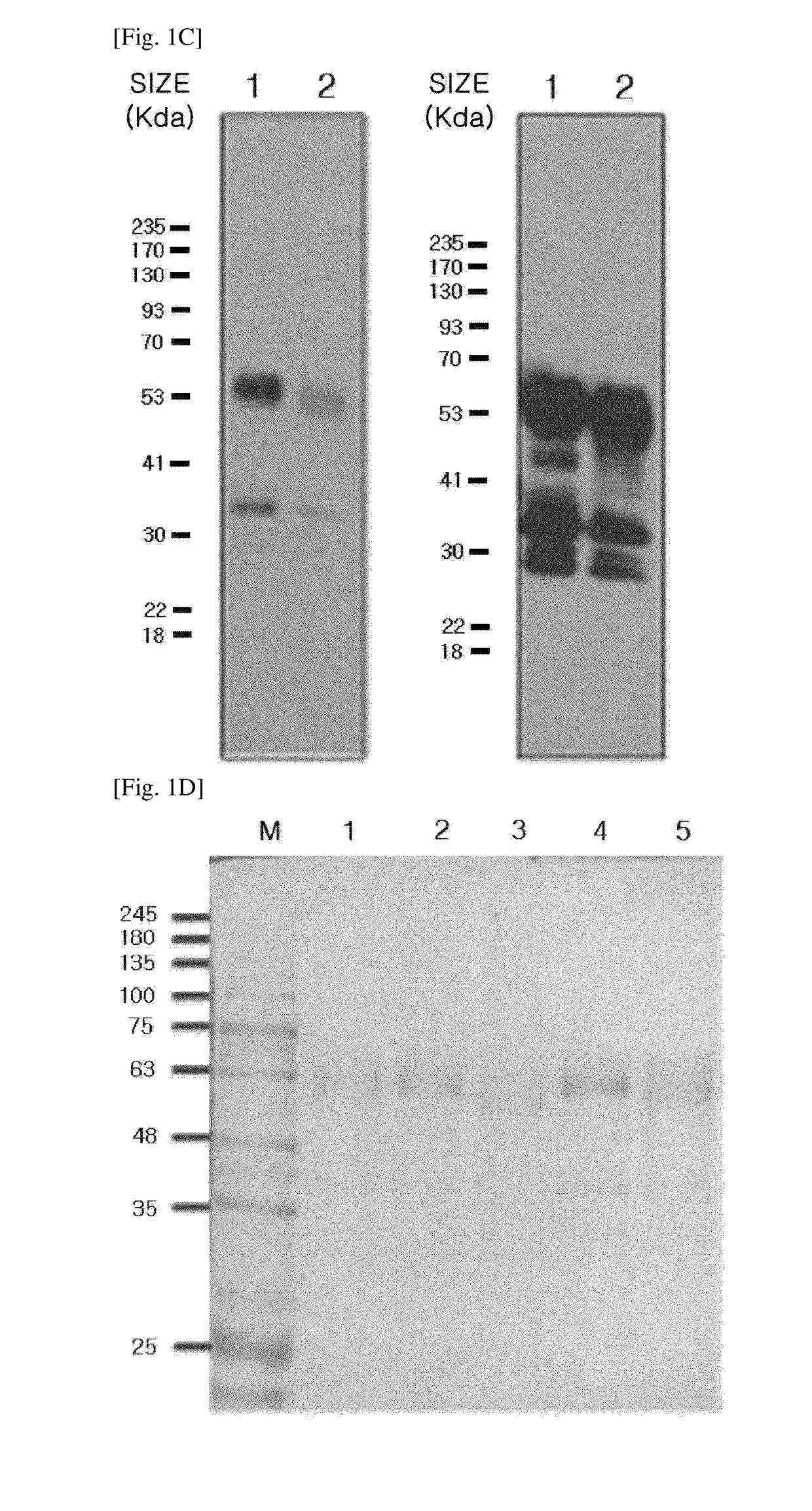 Modified dkk2 protein, nucleic acid encoding the same, preparation method thereof, and use thereof