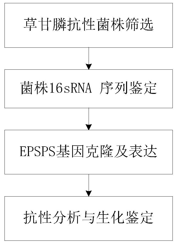 Cold-adapted I-type 5-enolpyruvoyl shikimic acid-3-phosphate synthase gene