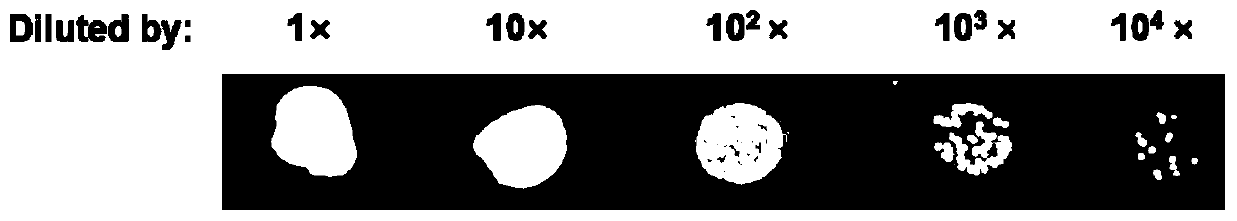 Cold-adapted I-type 5-enolpyruvoyl shikimic acid-3-phosphate synthase gene