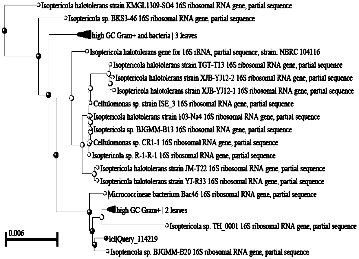 Cold-adapted I-type 5-enolpyruvoyl shikimic acid-3-phosphate synthase gene