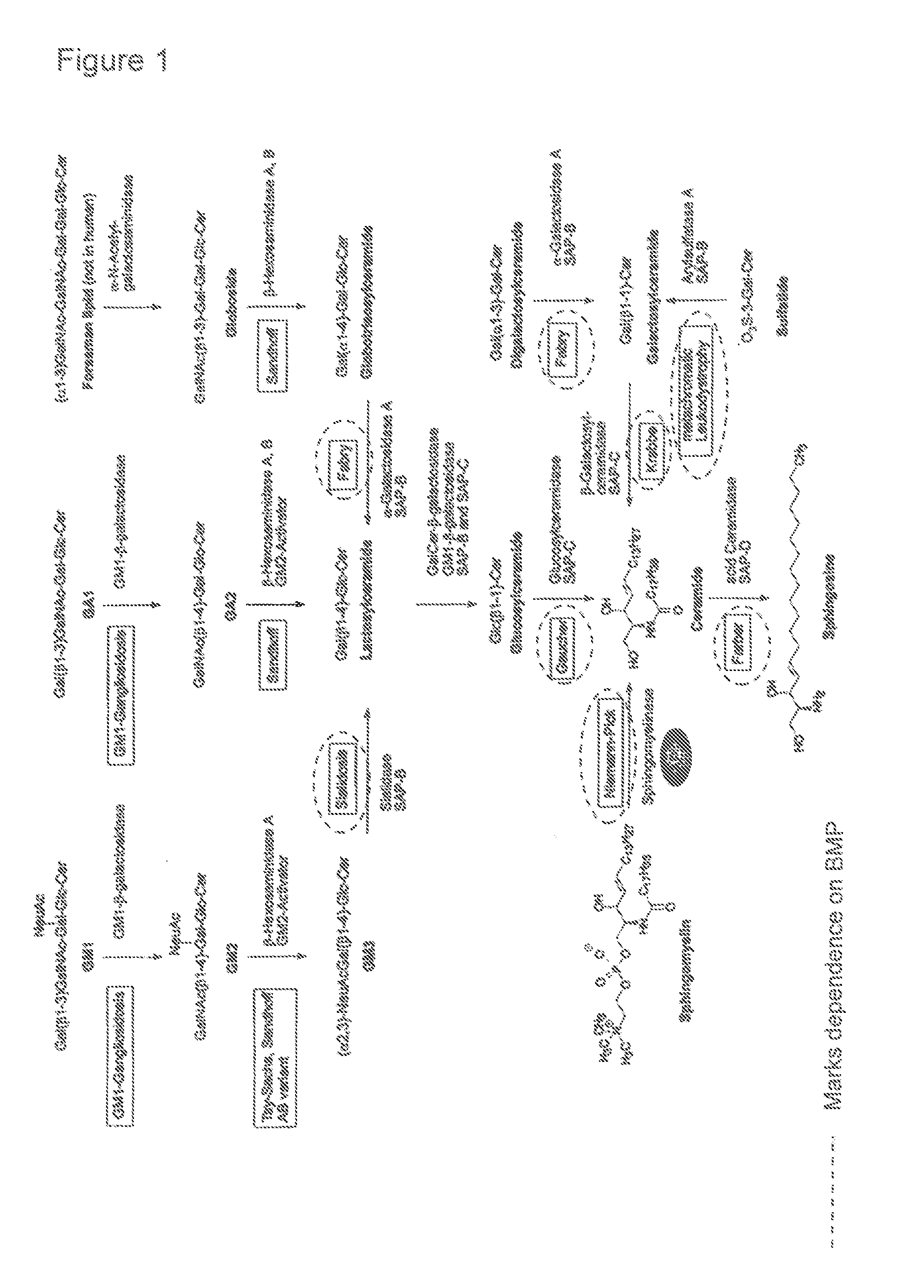 Methods for increasing intracellular activity of hsp70