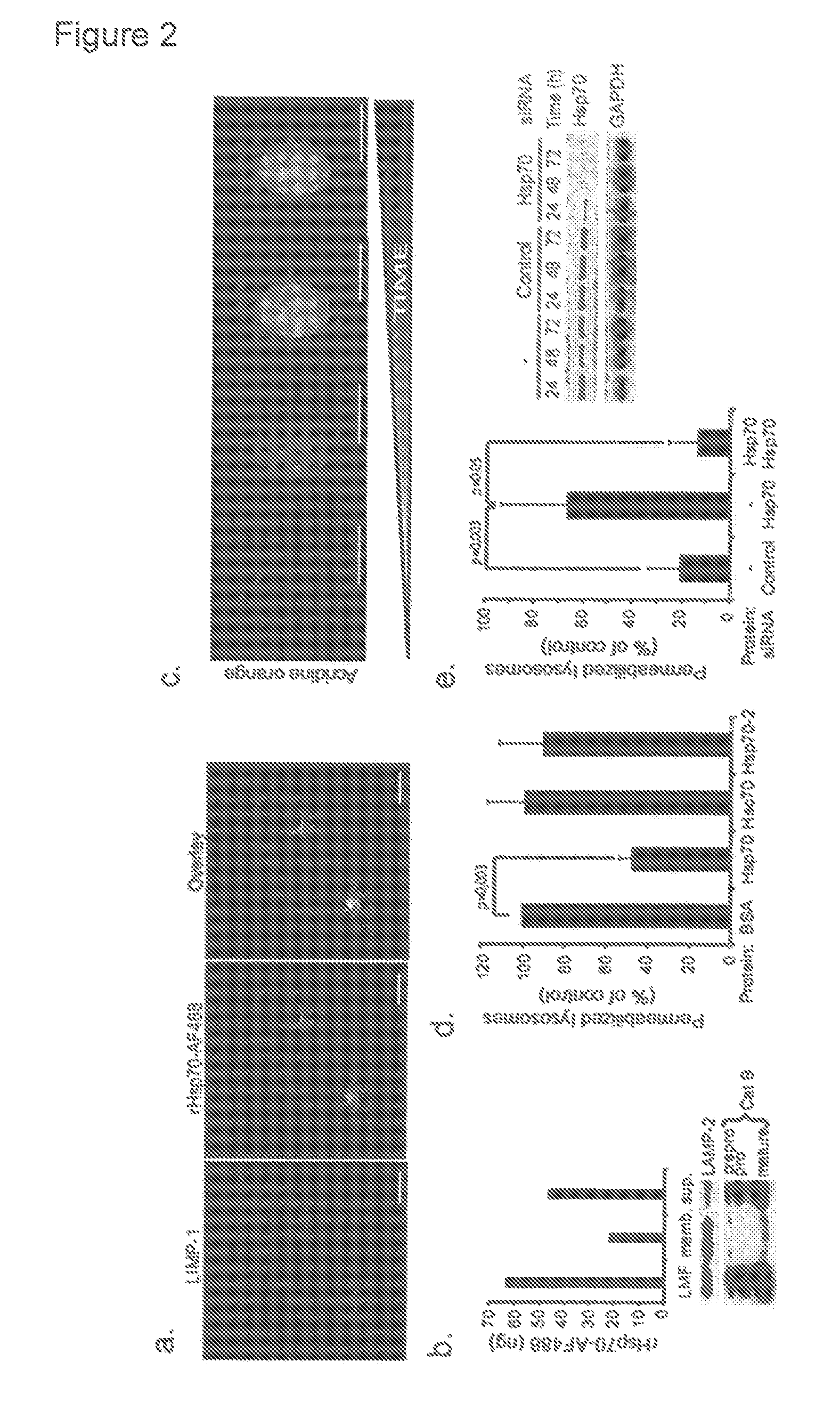 Methods for increasing intracellular activity of hsp70