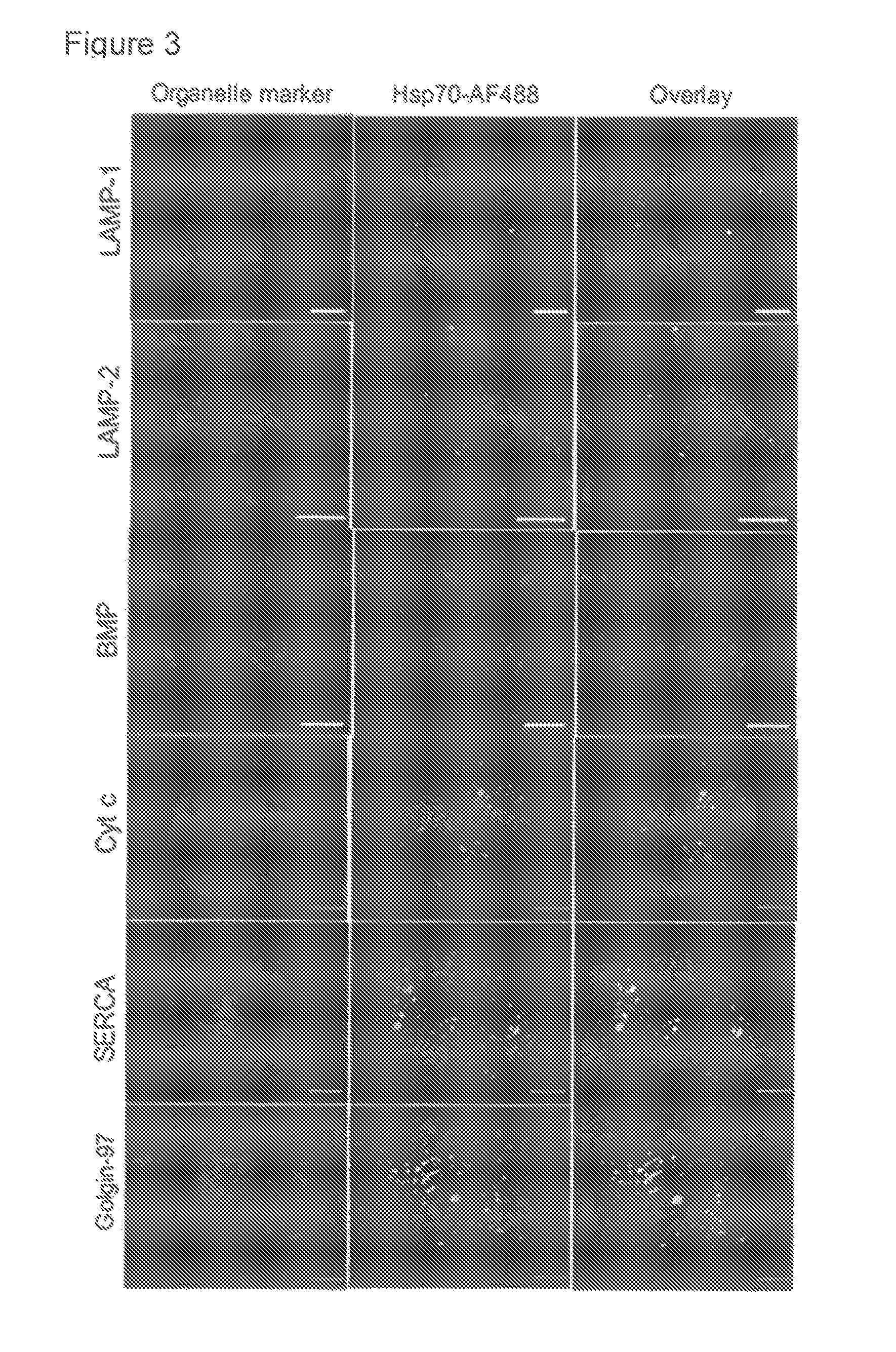 Methods for increasing intracellular activity of hsp70